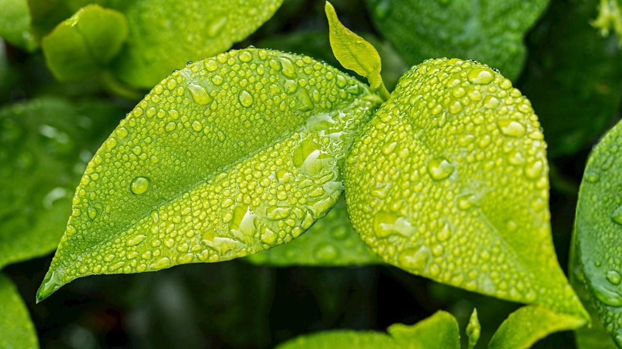 leaf-1001679_1920